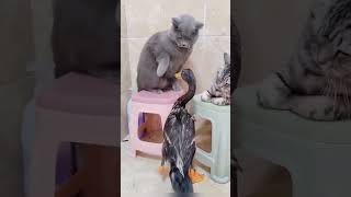 Tiny Parrot vs Big Cat 🤣#viralshorts #shortsfeed #funnyshorts