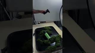 Micro-set commercial lighting🌿💧