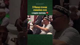 В Мекке птичка спокойно села в ладони мужчины ❤️#muslim #allah #quran