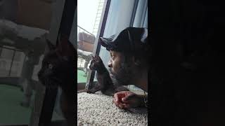 He Wouldn’t Be a Cat If He Wasn’t Nosey 😼#cat #kitty #catlover #catso