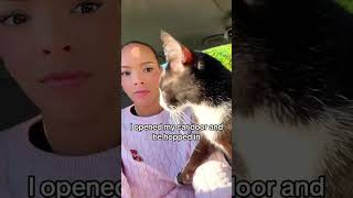 A super clingy little guy💕.#cat #kitty #catlover #cats