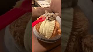 Snacks can always be found by it.#cat #fyp #kitty #catlover #cats