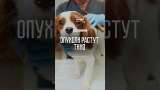 Почему важно делать ежегодные чекапы своим питомцам? 🐶