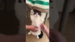 The Silence After Struggle#cat #cats #catlover #catso