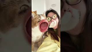 Face Swap Turns into Drama 🎭#cat  #kitty #catlover #cat