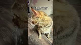 I shouldn’t laugh… but I can’t stop 😂.#cat #kitty #catlover #cats