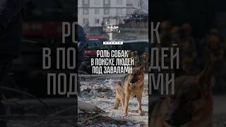 Собаки помогают МЧС искать людей после землетрясения 🐶
