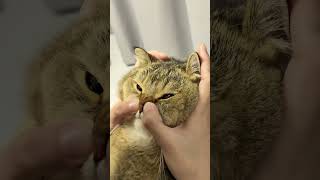 Screaming inside.#cat  #kitty #catlover #catso