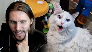 Jerma Gets a Cat