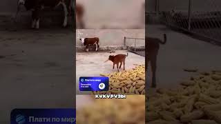 ТЕЛЁНОК СПАС КОРОВУ 🤯