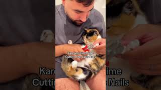 The Cat Knew What That Meant 😳#cat #kitty #catlover #cats