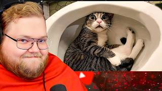 T2x2 СМОТРИТ СМЕШНЫЕ ВИДЕО С КОТАМИ