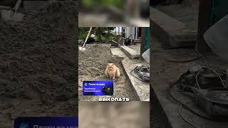 КОТ-СТРОИТЕЛЬ ДОВЁЛ ПРОРАБА ДО СЛЁЗ  🤯