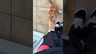 The Orange Cat Plotting Something.#cat  #kitty #catlover #cats