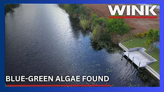 Toxic algae tests positive in Cape Coral