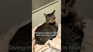 A Little Too Enthusiastic 😹#cat #cats #cats #catlover