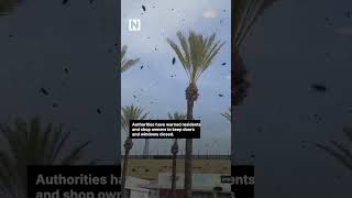 Tens of thousands of bees swarm in Israeli city