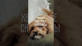 Зачем животные могут изображать болезнь? 🐶