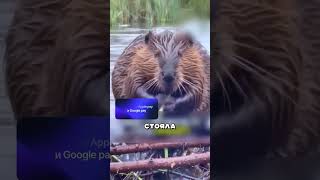 Бобёр ДОВЁЛ Работников До срыва 🤯
