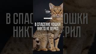 Ветеринар спас жизнь кошке 🥺