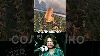 Знакомо?) подписывайся на канал! #юмор #собаки #животные