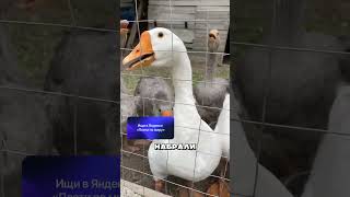 Самая БОГАТАЯ Девушка Дагестана 🤯