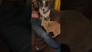 Oh my god! He can actually understand me.#cat  #kitty #catlover #cats