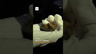 Кияни випустили кажанів у природу / hromadske