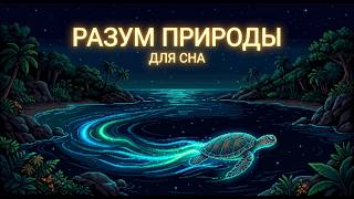 ЛЕКЦИЯ ДЛЯ СНА 🌙 Чудеса Планеты: Могут ли деревья ходить, а рыбы гулять по земле? | Засыпай