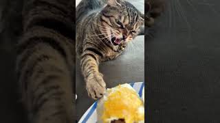 Caught Stealing My Food cat#cat  #kitty #catlover #cats