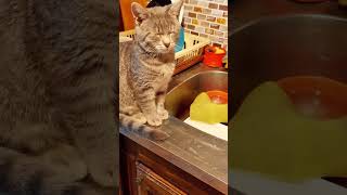 the air is spicy, mother.#cat #kitty #catlover #cats