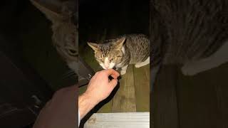 I Did Nothing, I Swear.#cat #kitty #catlover #cats