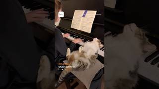 Кіт Златко любить дрімати під музику / hromadske