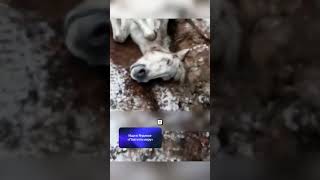 БУРЯТ ЧУДОМ СПАС КОНЯ 🤯