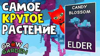 ELDER CANDY BLOSSOM в ВЫРАСТИ САД роблокс | Grow a Garden roblox | Самое крутое растение в игре