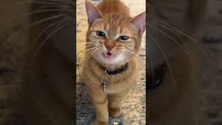 My Cat Just Unlocked a New Sound 😭#cat #cats #catlover #cats