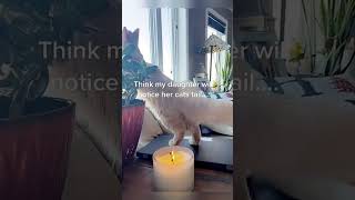 Funny Cat Fail  #funnyshorts #shortsfeed #viralshorts