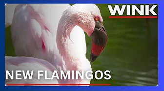 Colorful new flamingos at Naples Zoo boost conservation mission