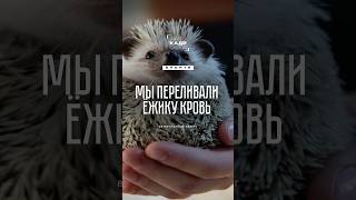 Как оперировали ёжика? 🦔 Рассказывает ветеринарный хирург
