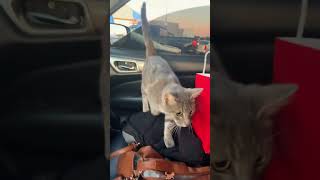 He chose me 😭.#cat #kitty #catlover #catso