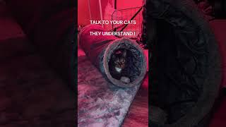 Are you hungry😂#fy #tabbycat #funnycat #kitty