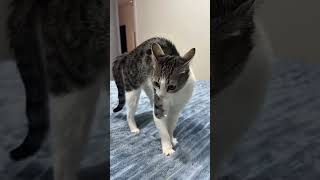 Cat Prank Master  #funnyshorts #shortsfeed #viralshorts