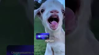 Самый Богатый пастух Дагестана 🤯