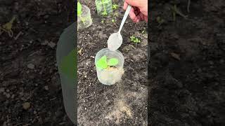 Огурцы собираю вёдрами и вот в чем секрет!#даа#огород#shorts