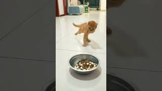 My cat runs in a strange way..#cat #kitty #catlover #cats