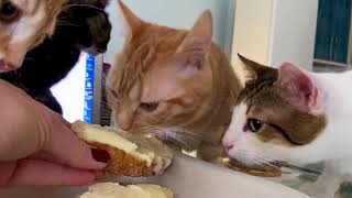 #cats Salma & Tilda eat from my plate #february2026