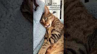 I Never Knew Being Loved Could Be This Exhausting 😂.#cat #fyp #kitty #catlover #cats