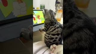 Who else’s cat loves watching TV?#cat #cutecat #catwatchingtv #catlover #cattv