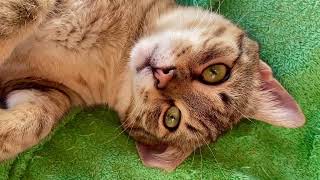 КОШКИ #mason #salma #february2026